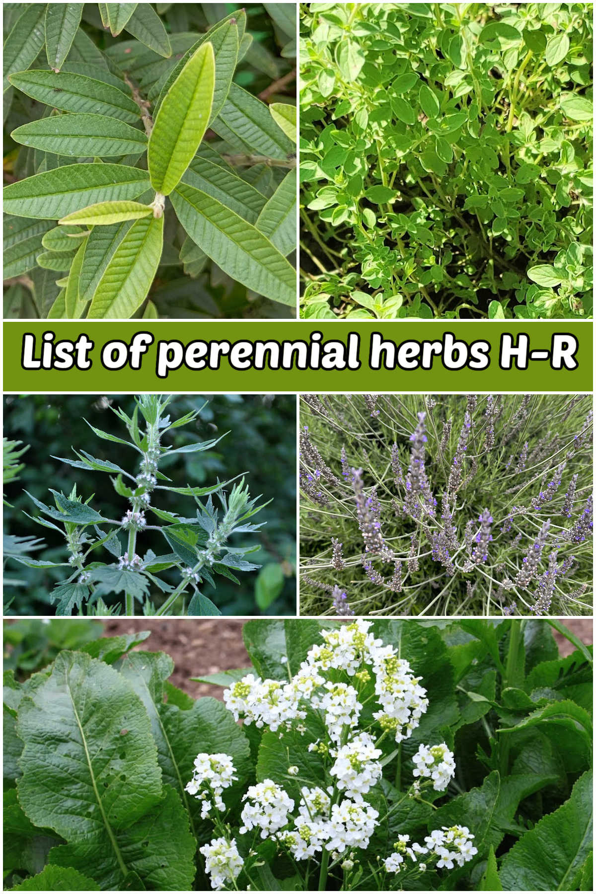 A collage with photos of lemon verbena, oregano, lavender, horseradish, and motherwort. Green text reads list of perennial herbs H-R.