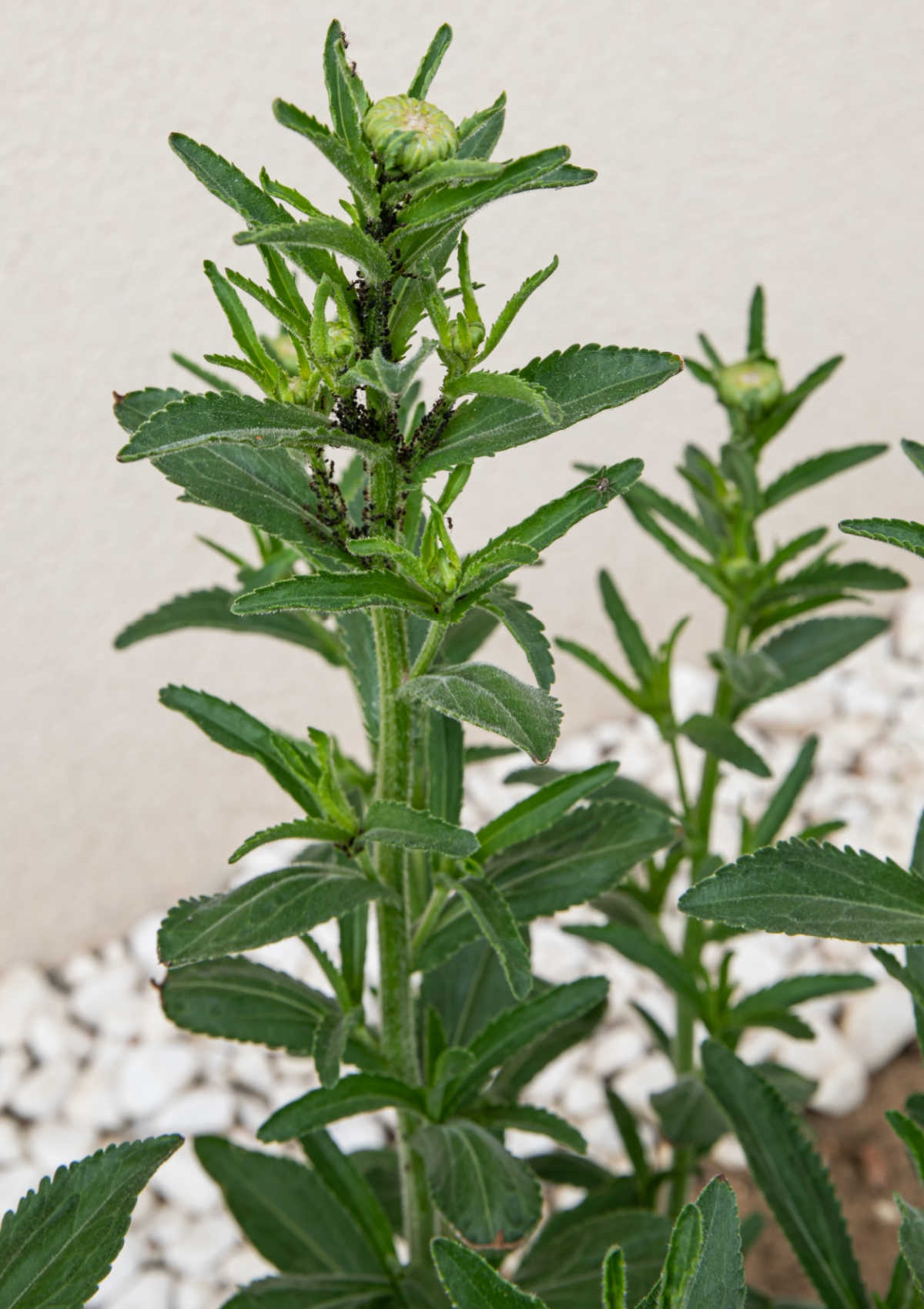 Mealybugs affect Shasta daisies A shasta daisy plant with mealybugs and covered in ants on the stems.