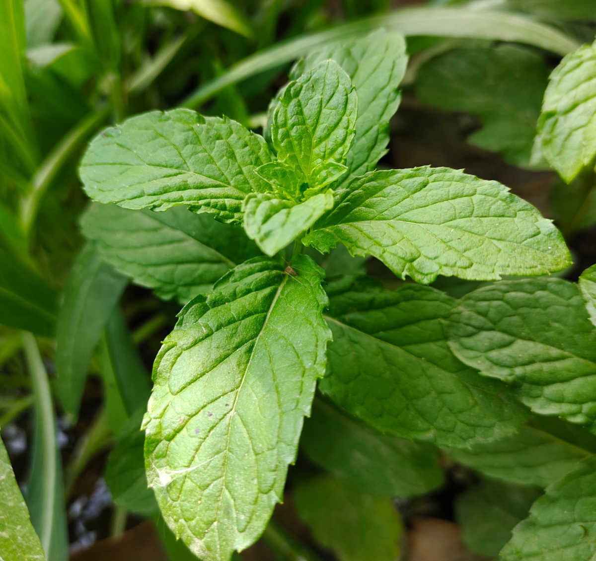 A close up of the leaves of a mint plant.