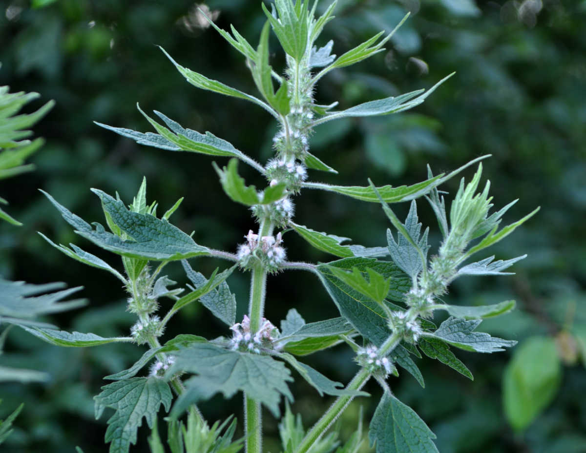 The leaves of a motherwort perennial herb with clusters of flowers along the stem.