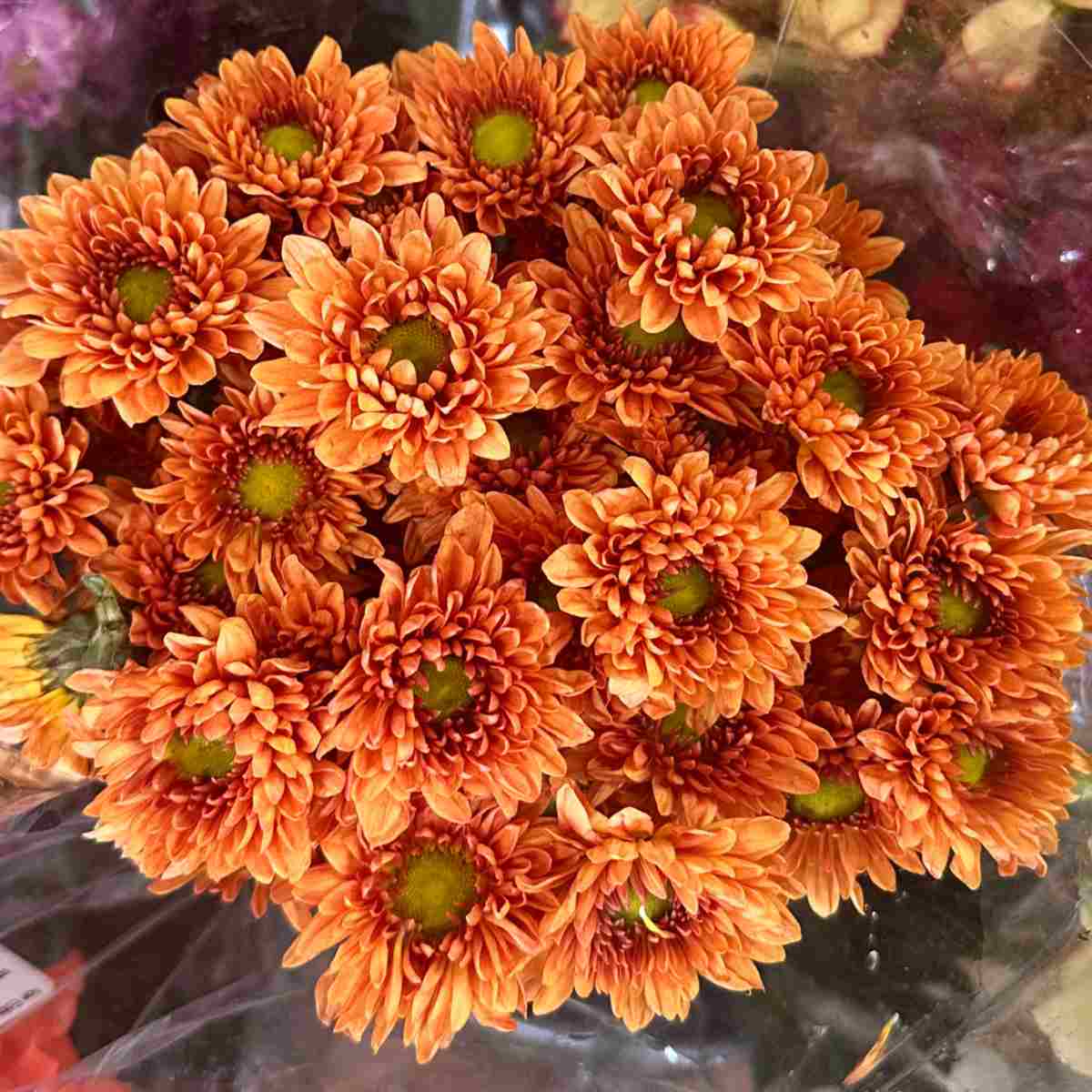 A close up shot of a bouquet of mums, known botanically as chryanthemum morifolium, wrapped in floral plastic.