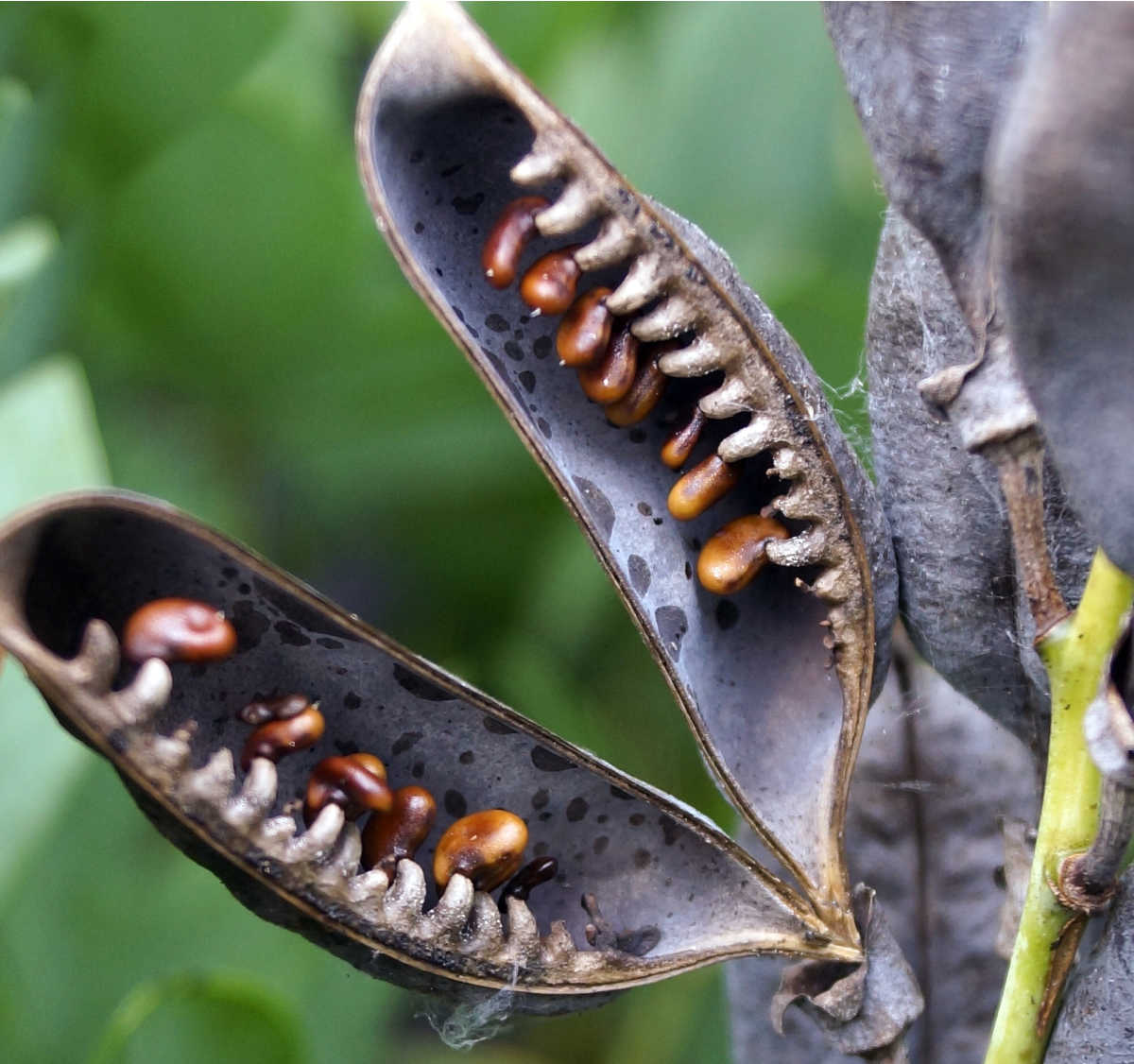 Open seed pods of a false blue indigo perennial.