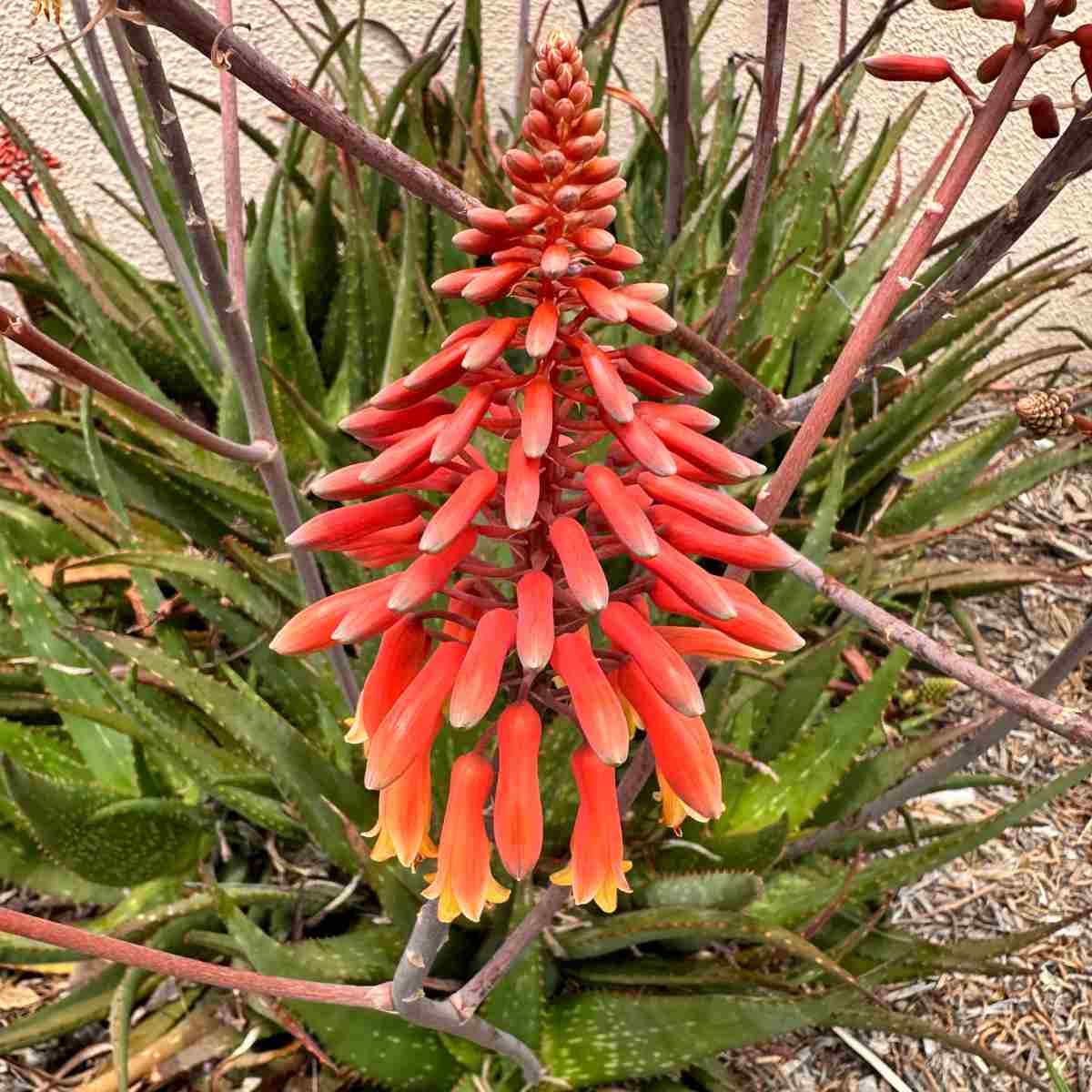 A photo of an orange aloe flower and the leaves of the aloe plant in light brown mulch.