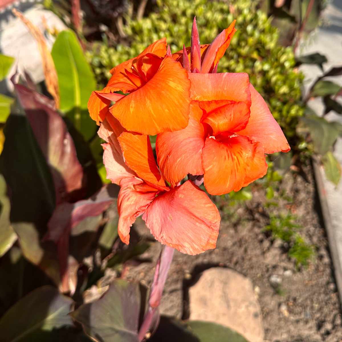 An orange flowering canna lily in a garden bed with other plants visible behind it.