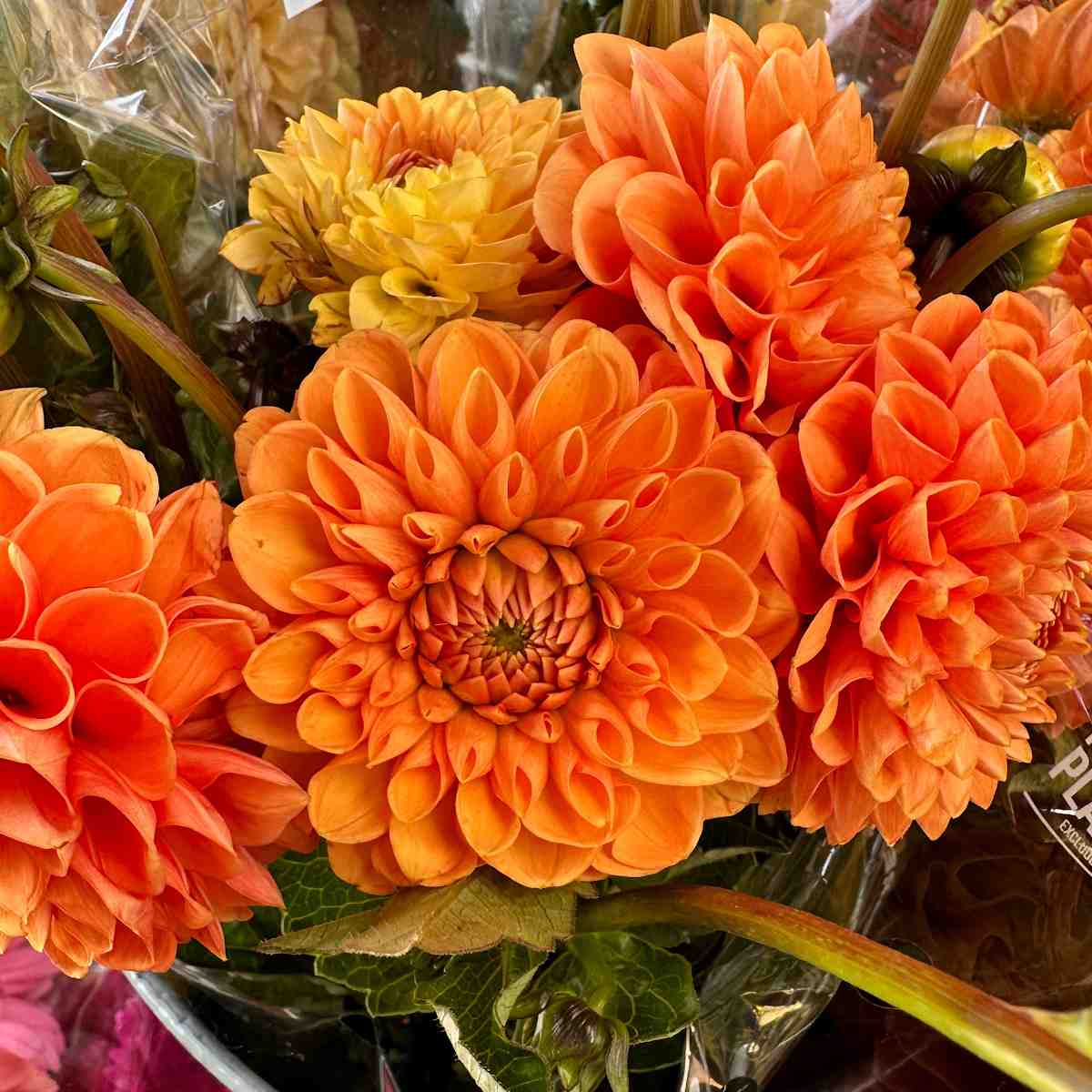 A bouquet of orange dahlias inside of floral plastic wrap.
