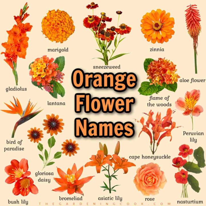 A text overlay that says orange flower names, in the center of a square image with a faded tan background and 16 pictures of orange flowers with the names of each flower written beneath it in black text.
