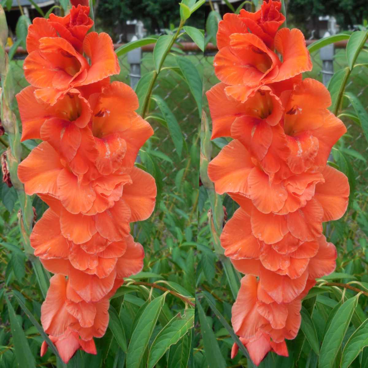 Two stalks of orange gladiolus flowers, fully in bloom, in a backyard.