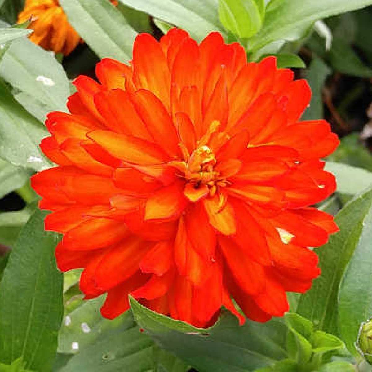 A lush orange zinnia and its foliage.