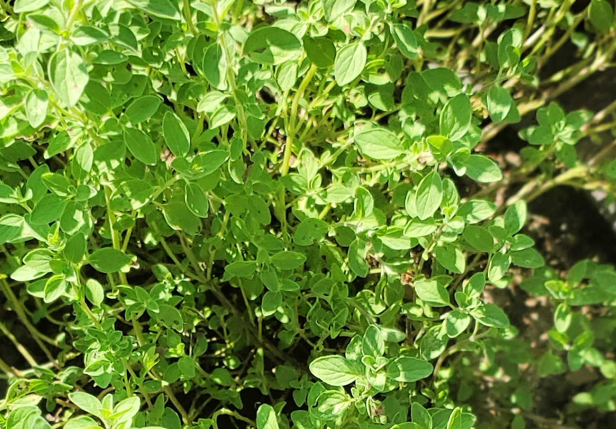 A close up of the small green leaves of an oregano plant.