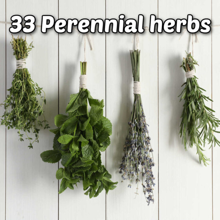 Thyme, mint, lavender and rosemary bunches tied and hanging from a string. Text at the top reads 33 perennial herbs.