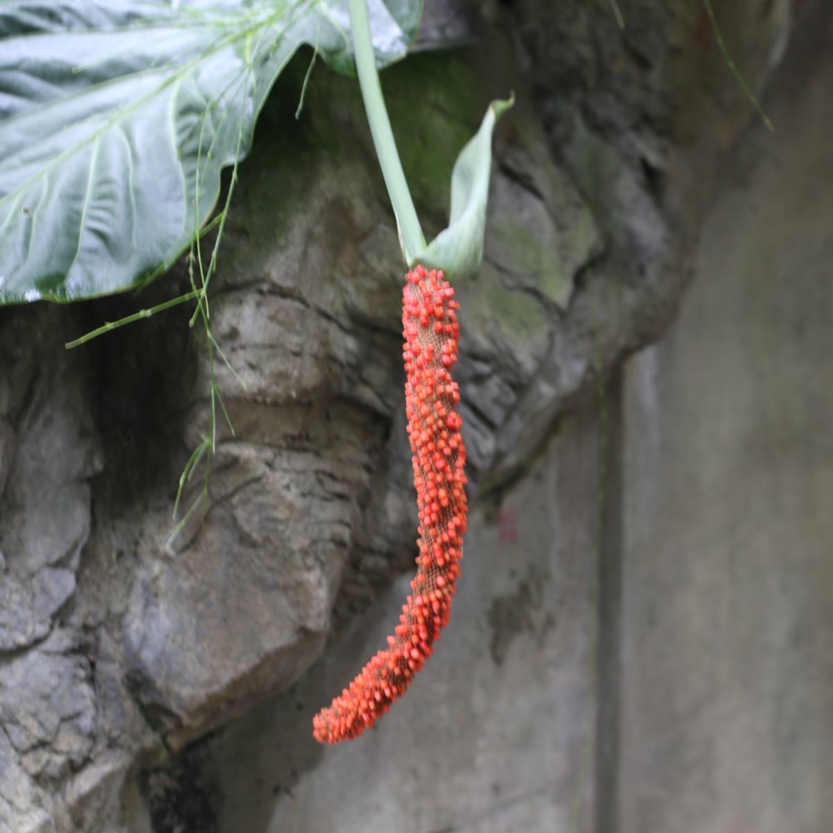 A pheasant's tail plant, also known as Anthurium schlechtendalii hanging down from the plant, with a wooden fence visible in the background.