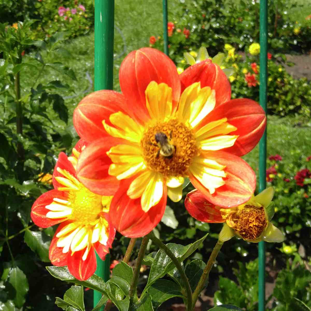 Two Pooh dahlias, also known as collarette dahlias, and the one in the foreground of the photos has a bumblebee one it.