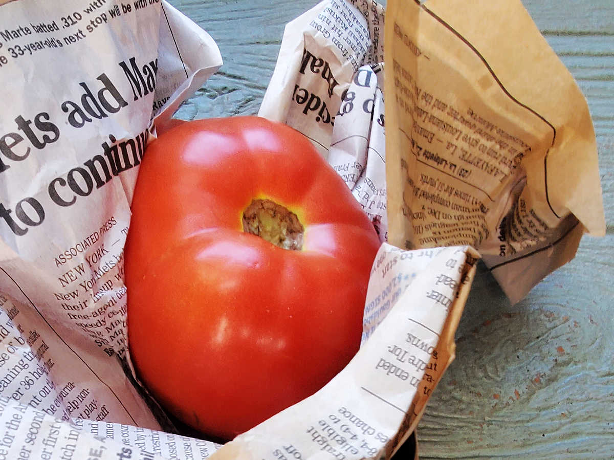 A ripe tomato that has been wrapped in newspaper to ripen.
