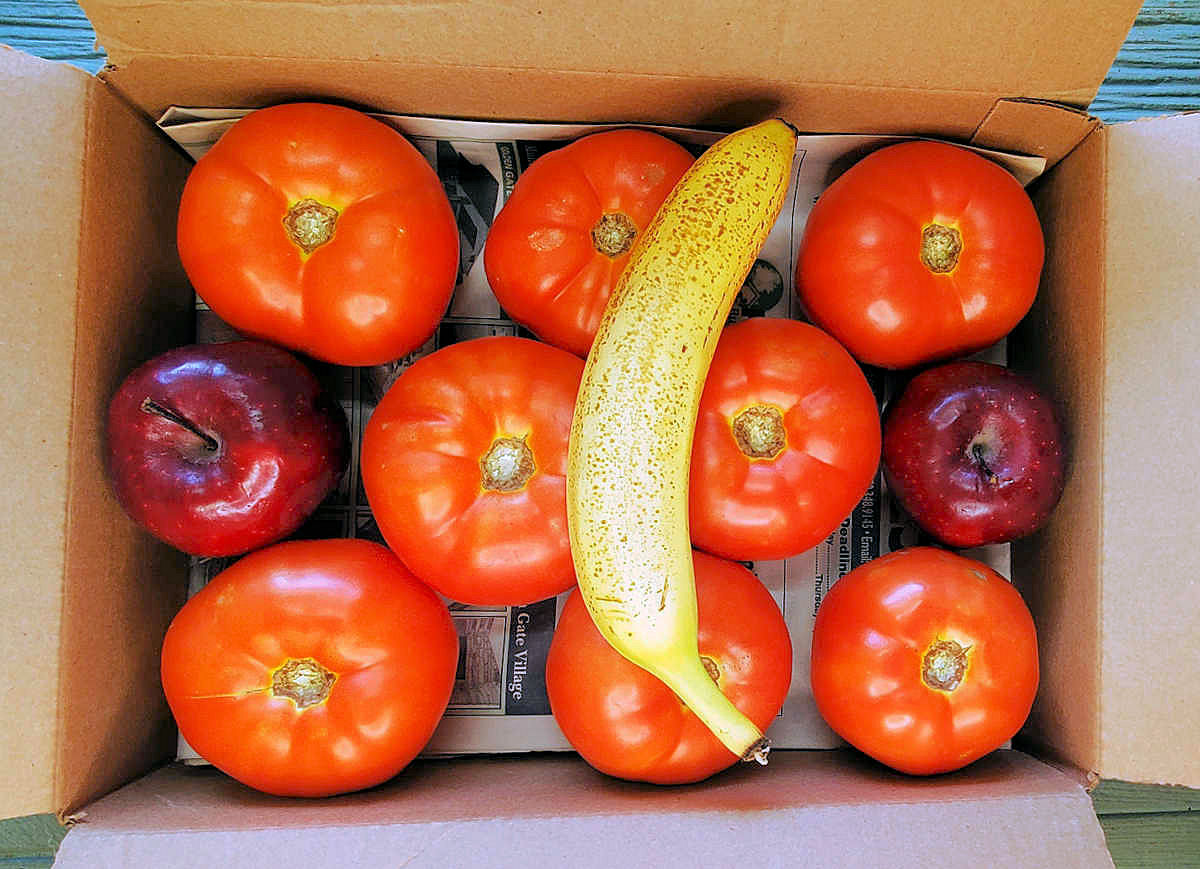 Ripe tomatoes in an open box with apples and a banana.