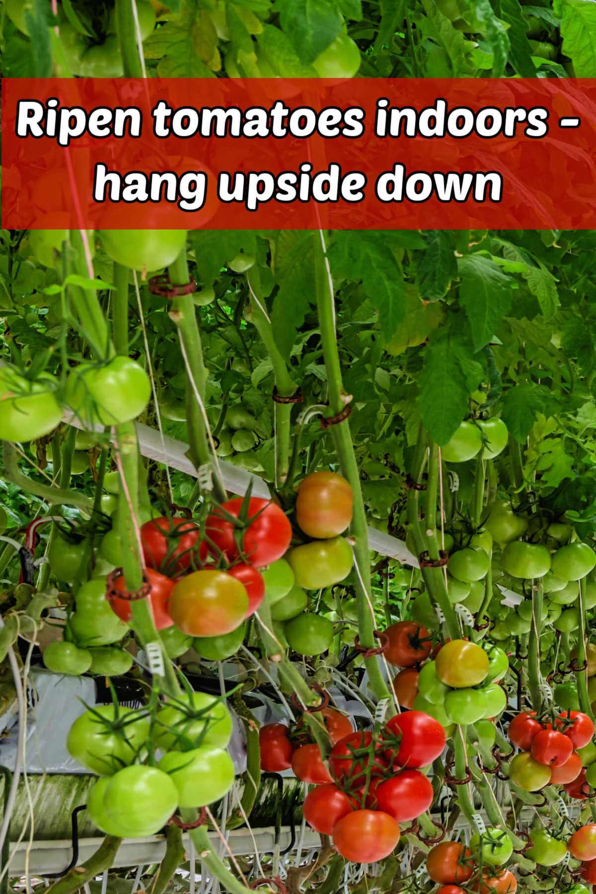 Tomatoes hanging upside down. Red text box reads ripen tomatoes indoors - hang upside down.
