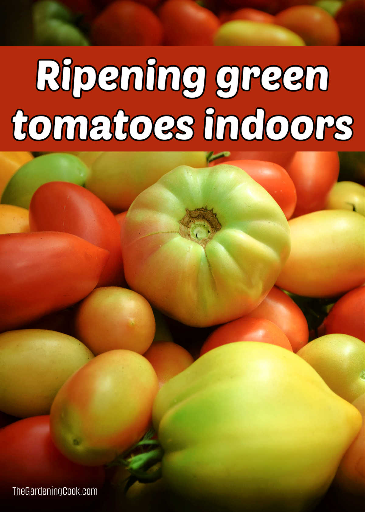 Tomatoes in various stages of ripeness with a red text box that reads Ripening green tomatoes indoors.