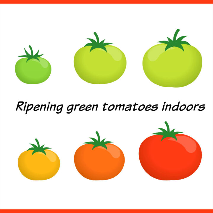 Image with tomatoes from green to red. Text reads Ripening green tomatoes indoors.