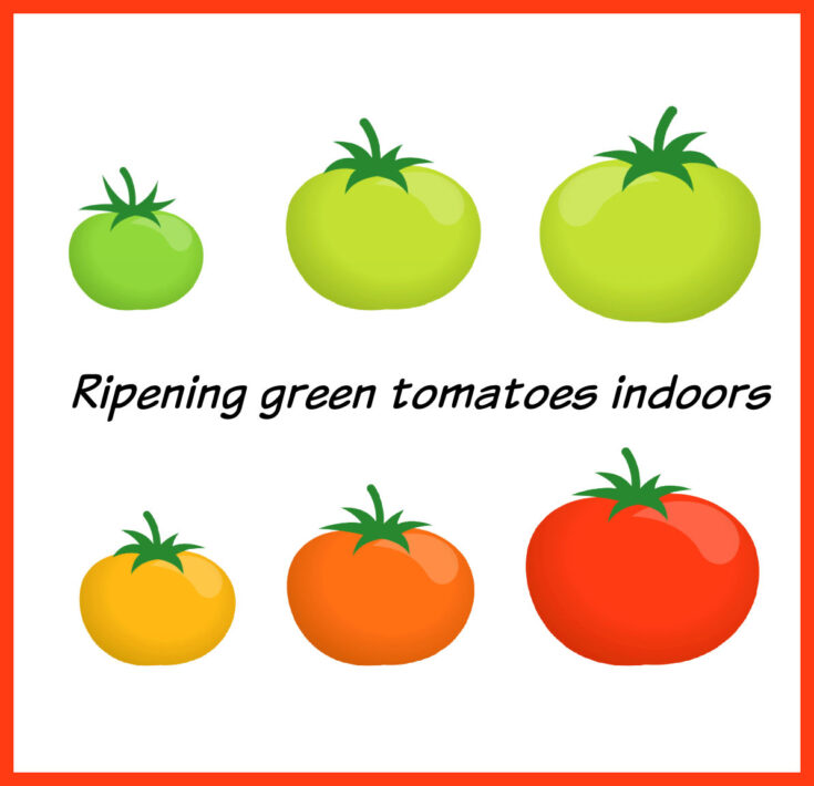 Image with tomatoes from green to red. Text reads Ripening green tomatoes indoors.