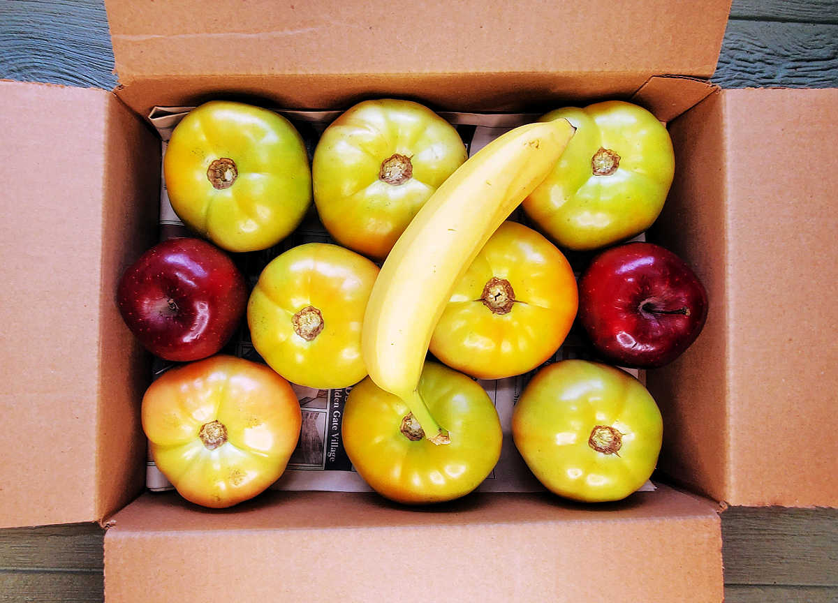 Green tomatoes in a box lined with newspaper along with 2 apples and a banana for ethylene gas.