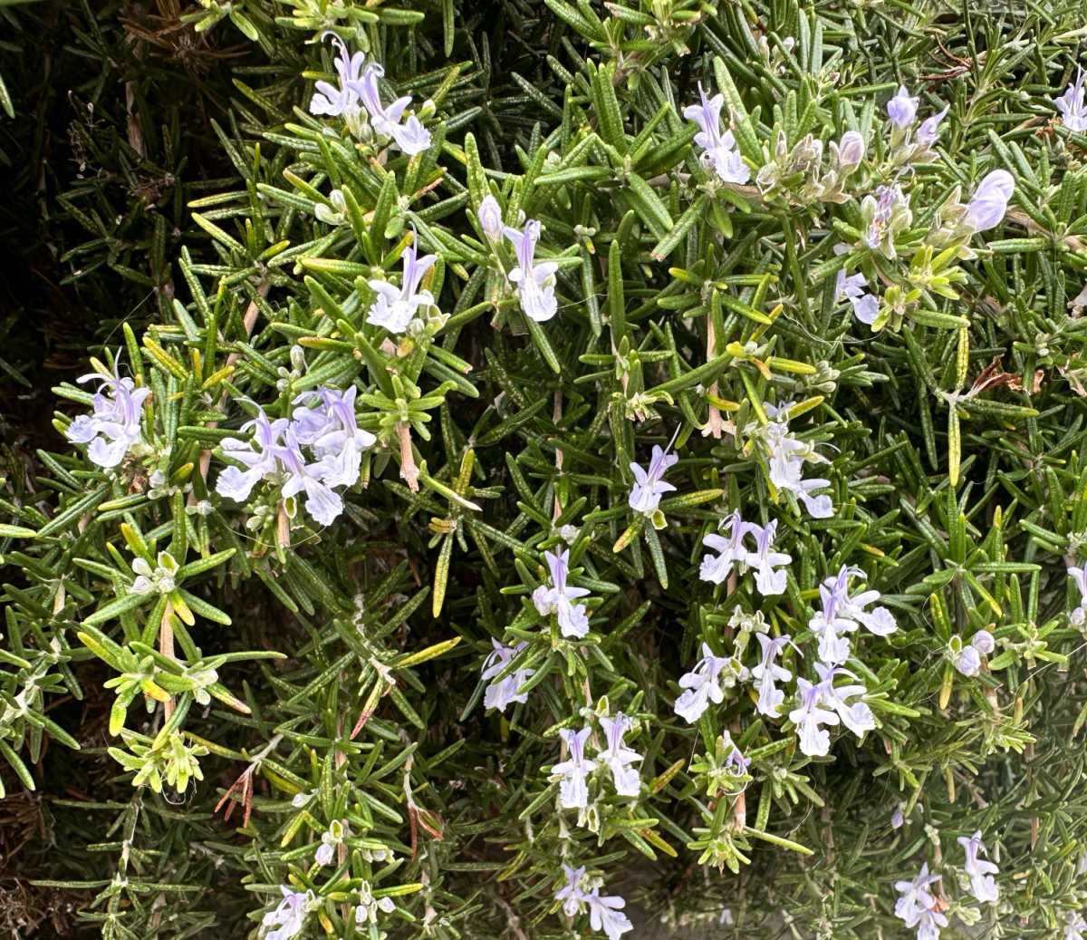 A close up of the leaves of a rosemary perennial herb with purple flowers.