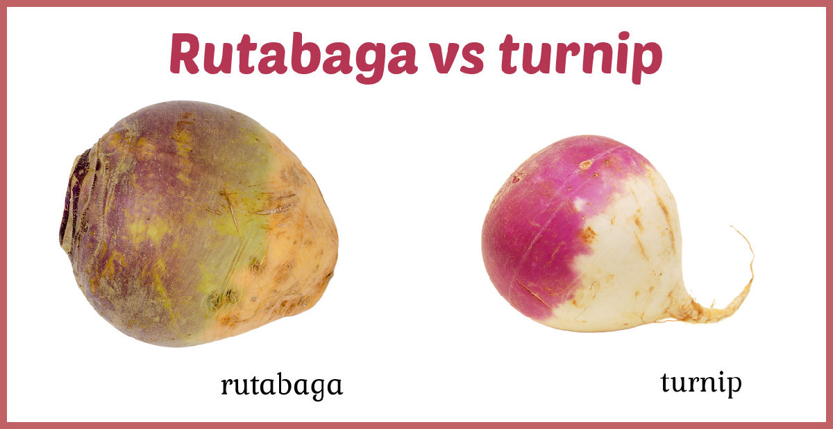 Pictures of a rutabaga and turnip with names below and a title reading rutagaga vs turnip