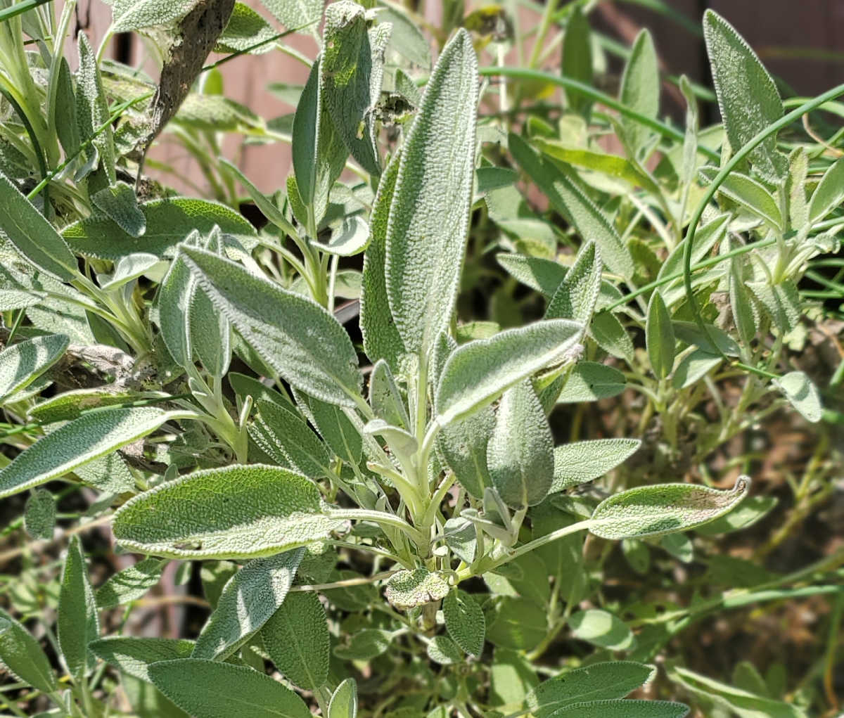 A close up of the light green, fuzzy leaves of sage perennial herb.