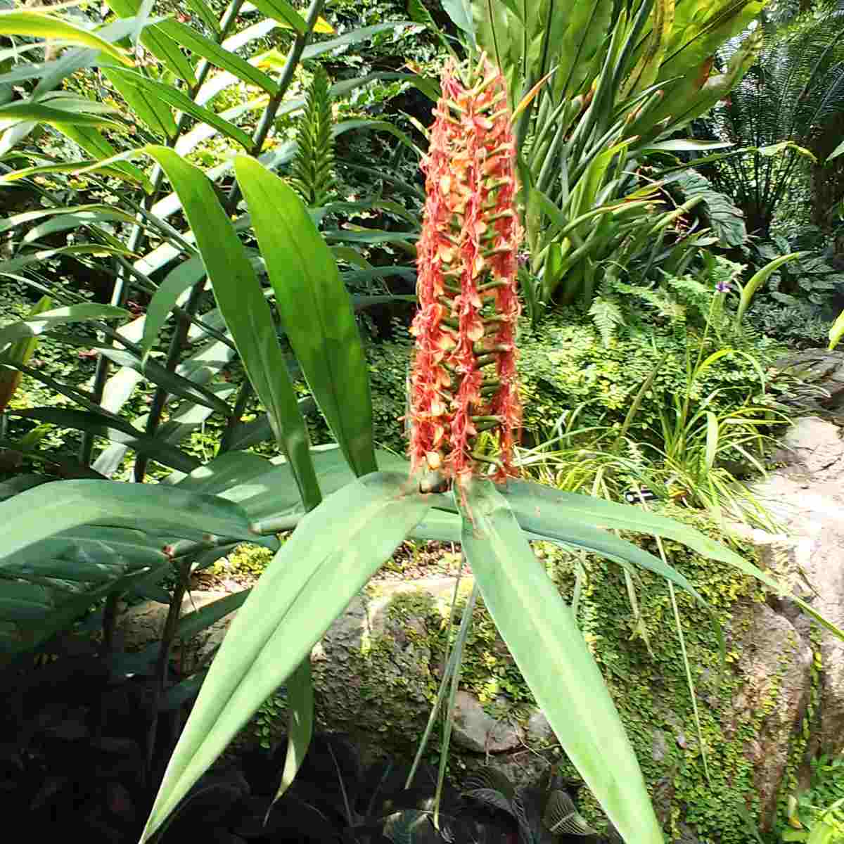 A stalk of orange Hedychium coccineum flowers, known commonly as scarlet ginger lily flowers.