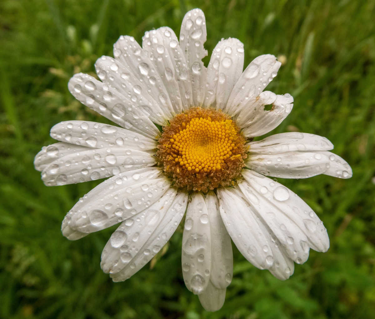 A Shasta daisy flower after a summer rain.