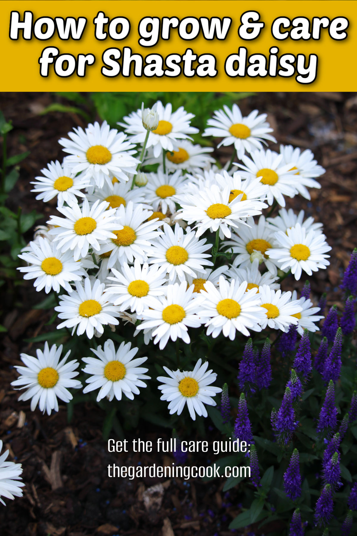 How to Grow and Care For Shasta Daisy A Shasta daisy plant in full bloom with text overlay How to grow and care for Shasta daisy.