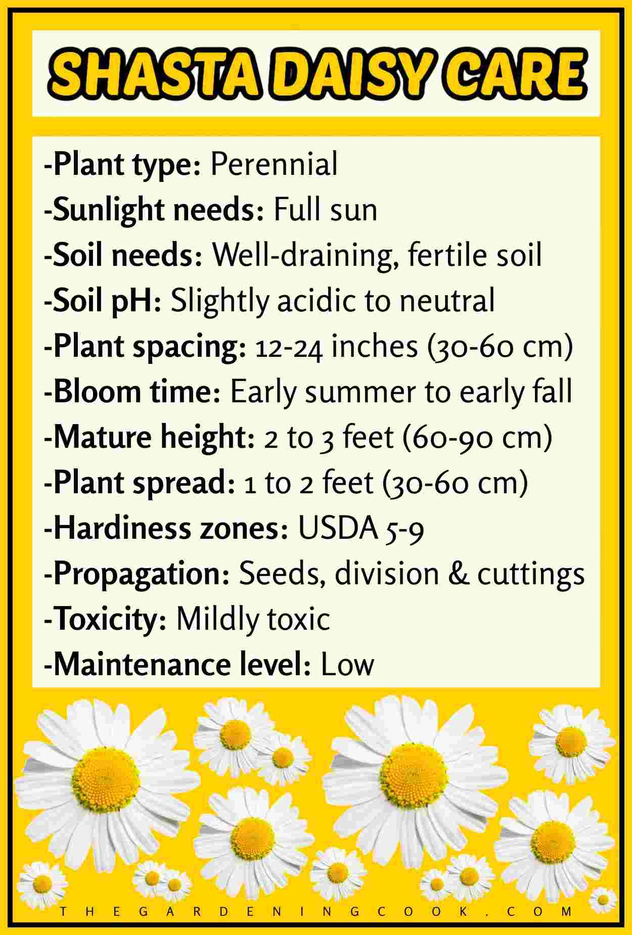 Shasta daisy care instructions A bright yellow background with an assortment of Shasta daisy vectors in different sizes at the bottom and a list of Shasta daisy care instructions at the top including sunlight needs, soil needs, soil pH, plant spacing, bloom time, mature hight and spread, hardiness zones, propagation types, toxicity and maintenance level.