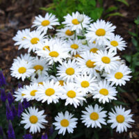 Shasta daisy plant in full bloom.
