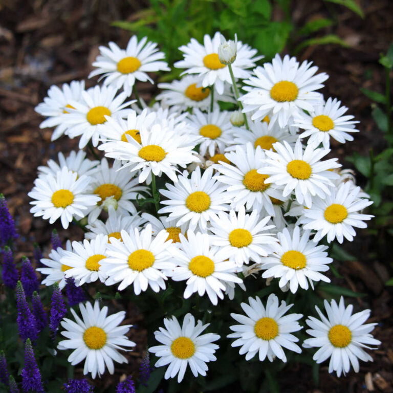 Shasta daisy plant in full bloom.
