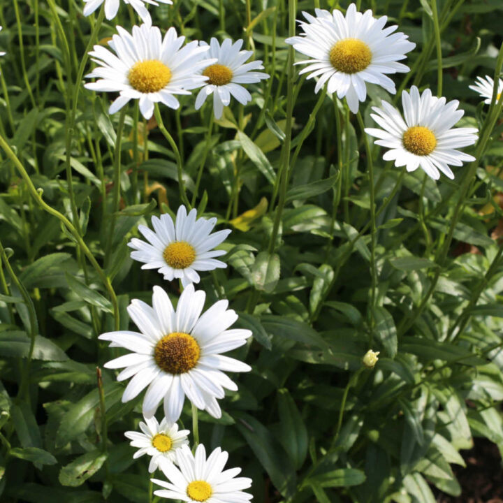 A clump of Shasta daisies with white and yellow flowers and glossy green leaves.