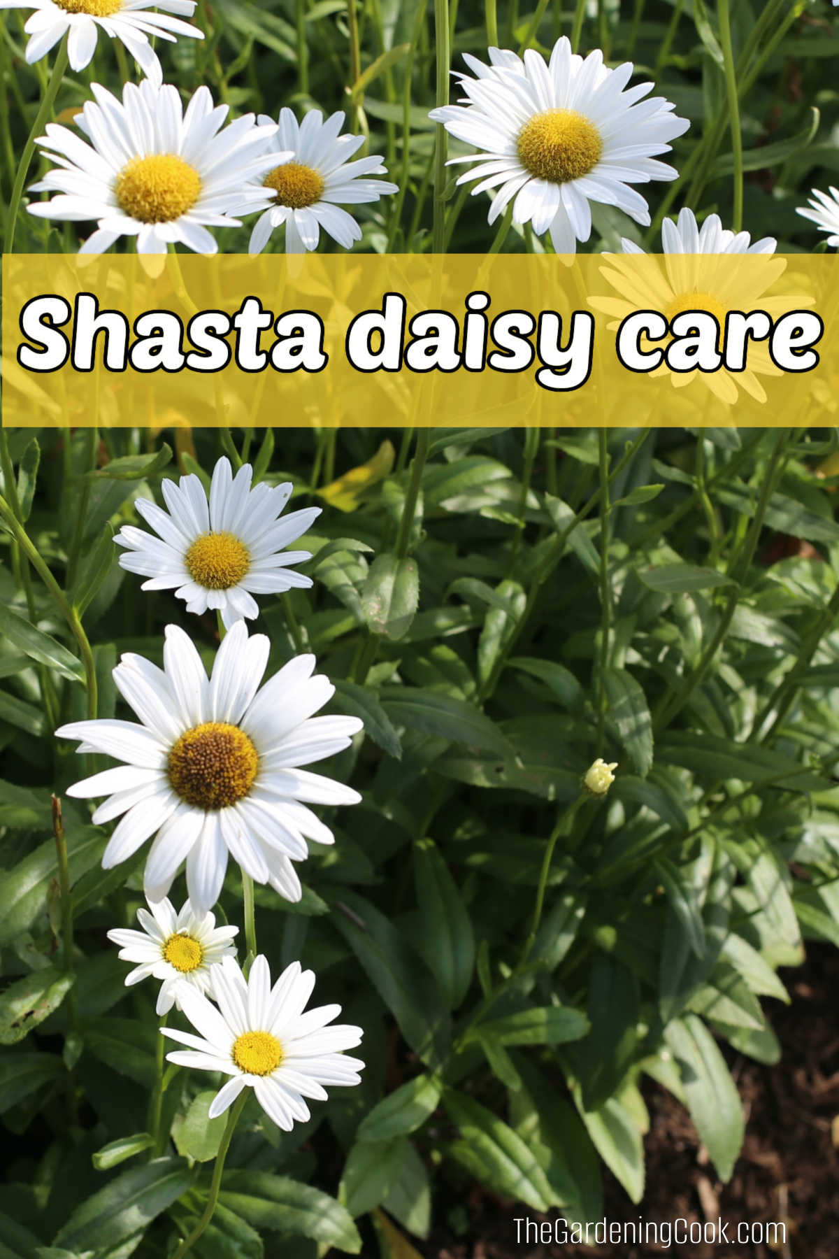 Shasta daisies growing in a field in flower. Yellow text box reads Shasta daisy care.