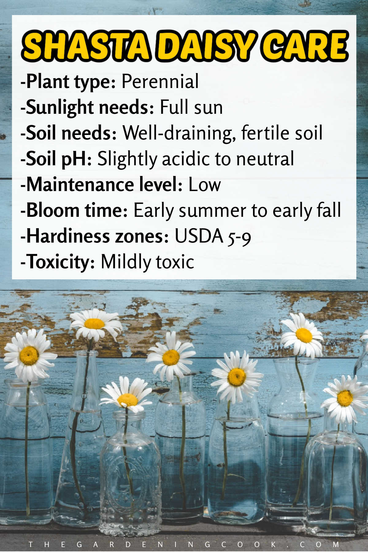 Free Shasta Daisy Care Printable White and yellow Shasta daisy flowers in jars of water on a blue wooden counter. A white text box with headline Shasta daisy care has a bullet list of care tips.