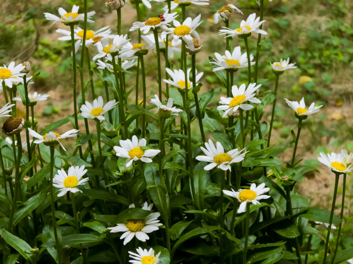 Shasta daisies in the sun A clump of Shasta daisies in a sunny field, in full flower.