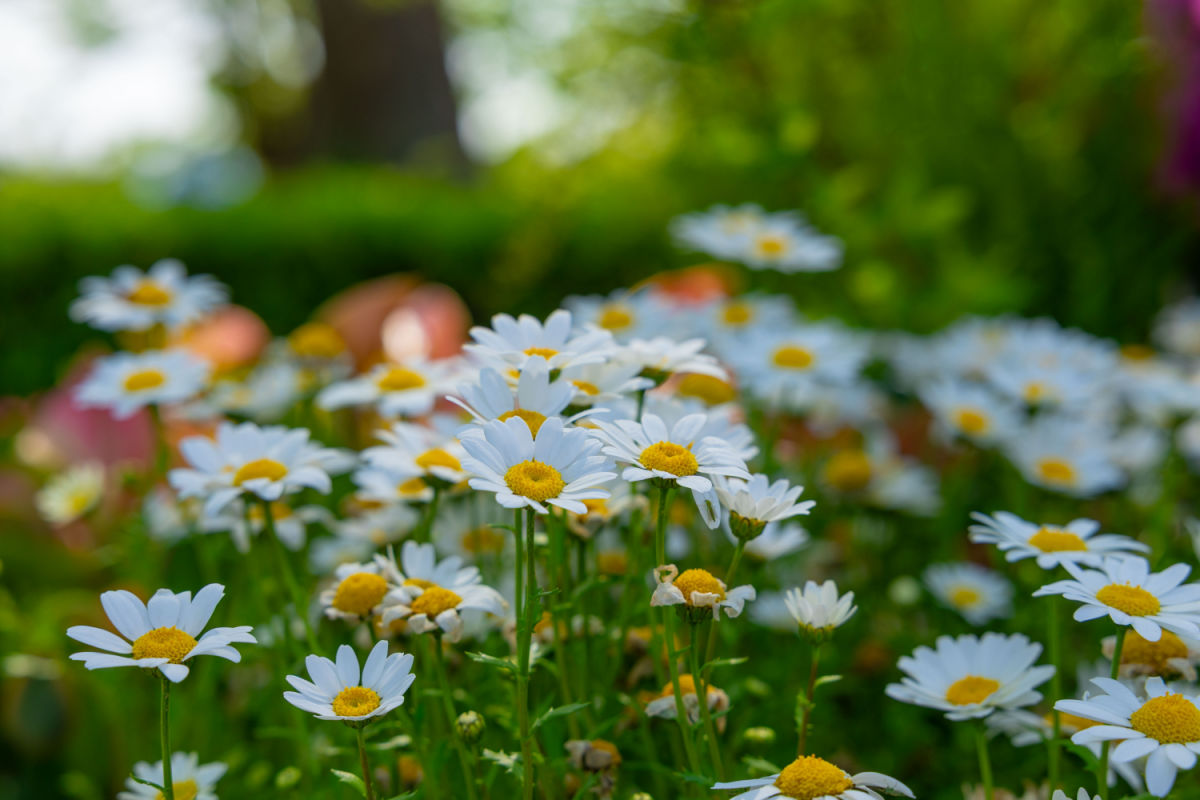 Give Shasta daisies full sun. Yellow and white petals of Shasta daisy, planted in a sunny garden spot.