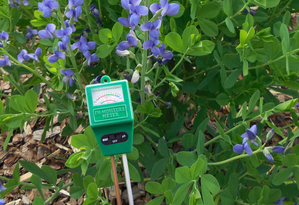 A soil pH meter next to a Baptisia plant.
