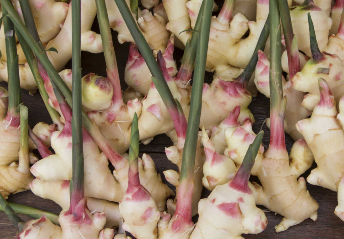 Young ginger plants with sprouting shoots.