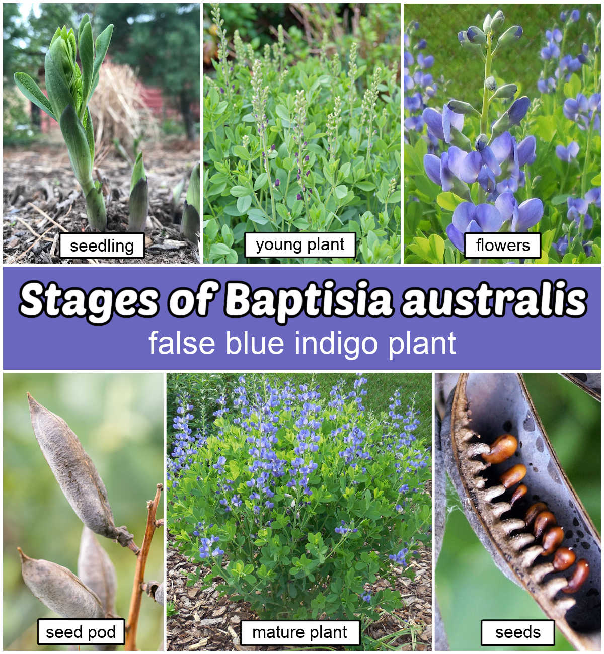 A collage showing a sprouting plant, immature Baptisia, flowers of Baptisia, seed pod, mature plant and seeds of Baptisia. Teal text box reads Stages of Baptisia Australis (false blue indigo plant).