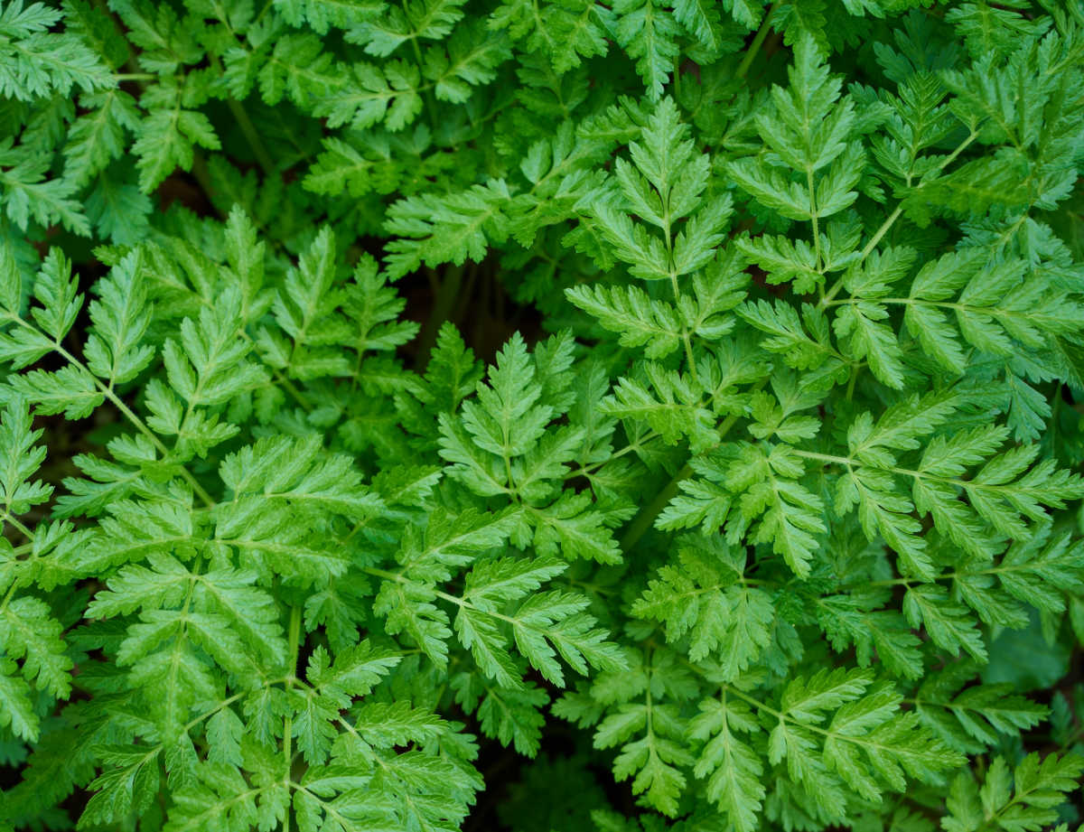 A close up of the leaves of sweet cicely herb.