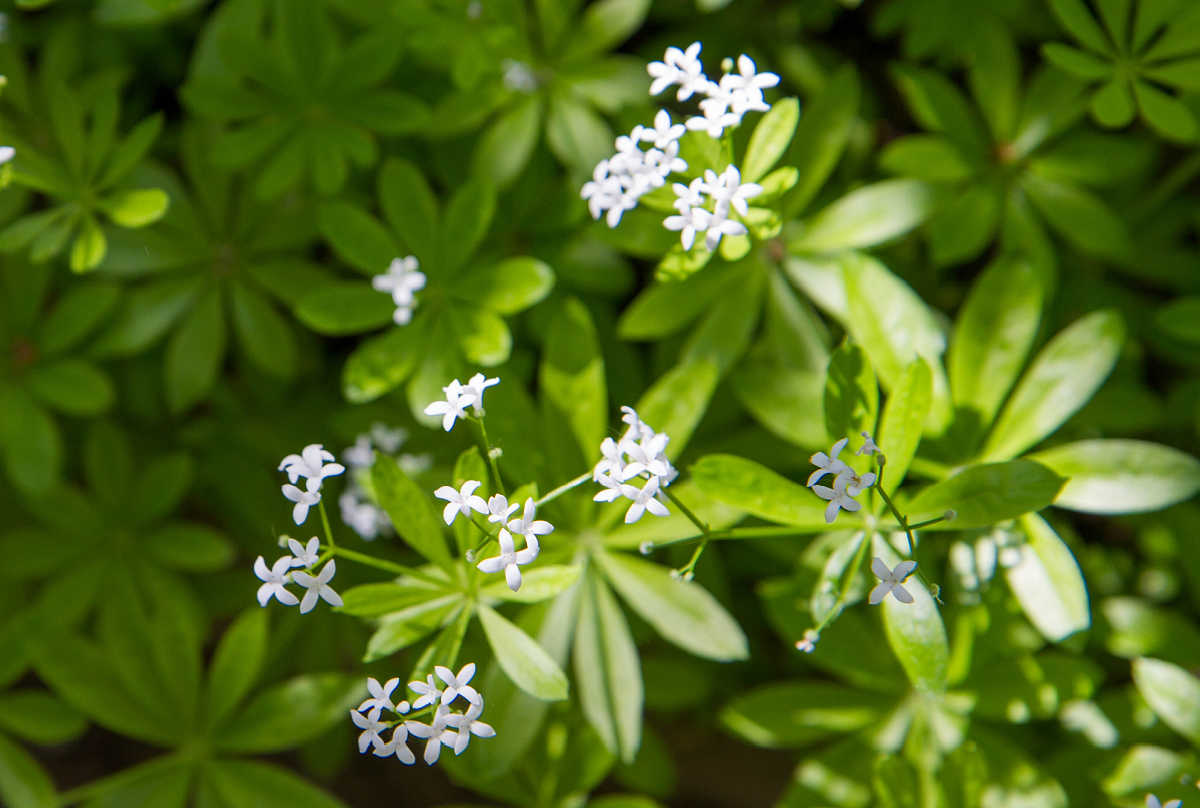 A closeup of sweet woodruff herb with white flowers.