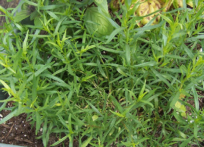 A close up of the narrow, green leaves of tarragon.