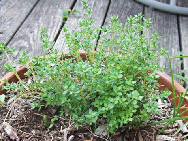 A terracotta planter with time perennial herb, sitting on a wooden deck.
