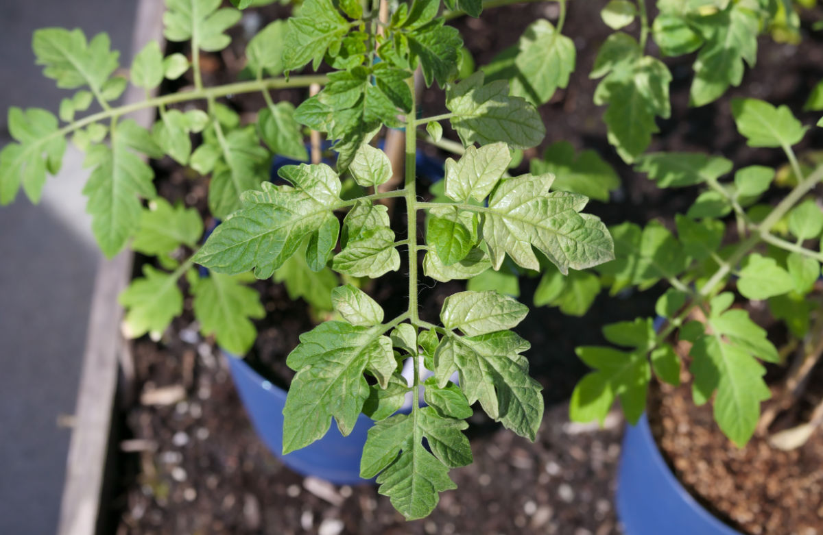 Tomato plants in pots showing signs of sunburn from heat and sun extremes.