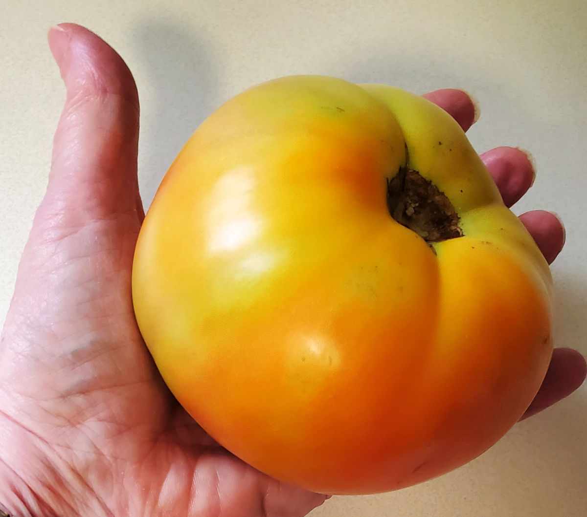 A hand holding a tomato just starting to turn red.