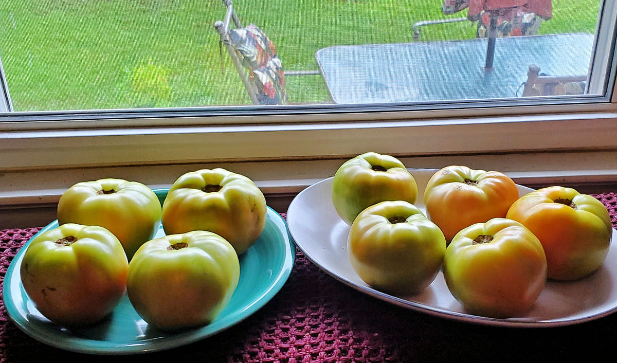 Plates of tomatoes ripening indoors in a sunny window.