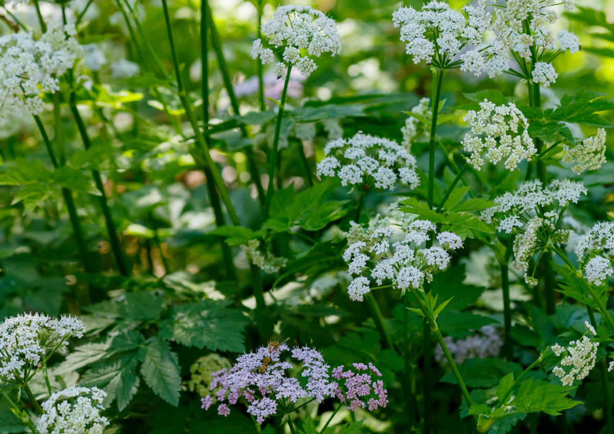 The leaves and flowers of valerian perennial herb.