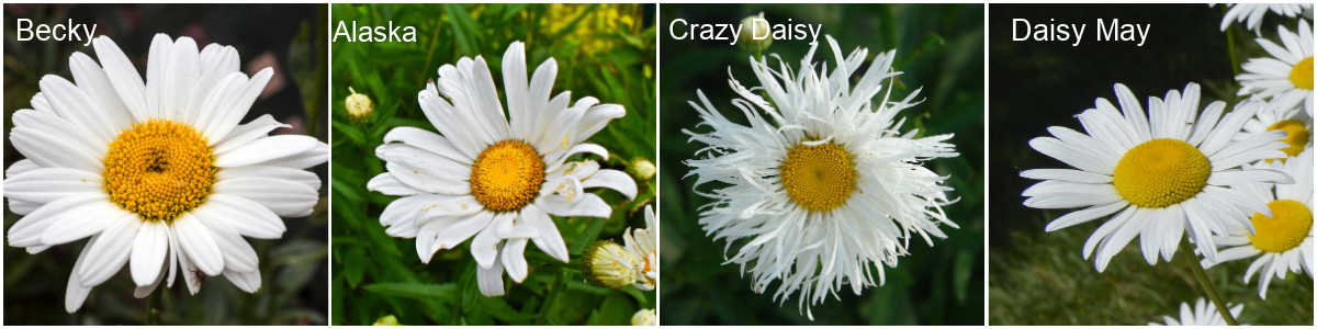 Varieties of Shasta daisy A collage with four varieties of Shasta daisy, labeled by name: Becky, Alaska, Crazy Daisy, and Daisy Mae.