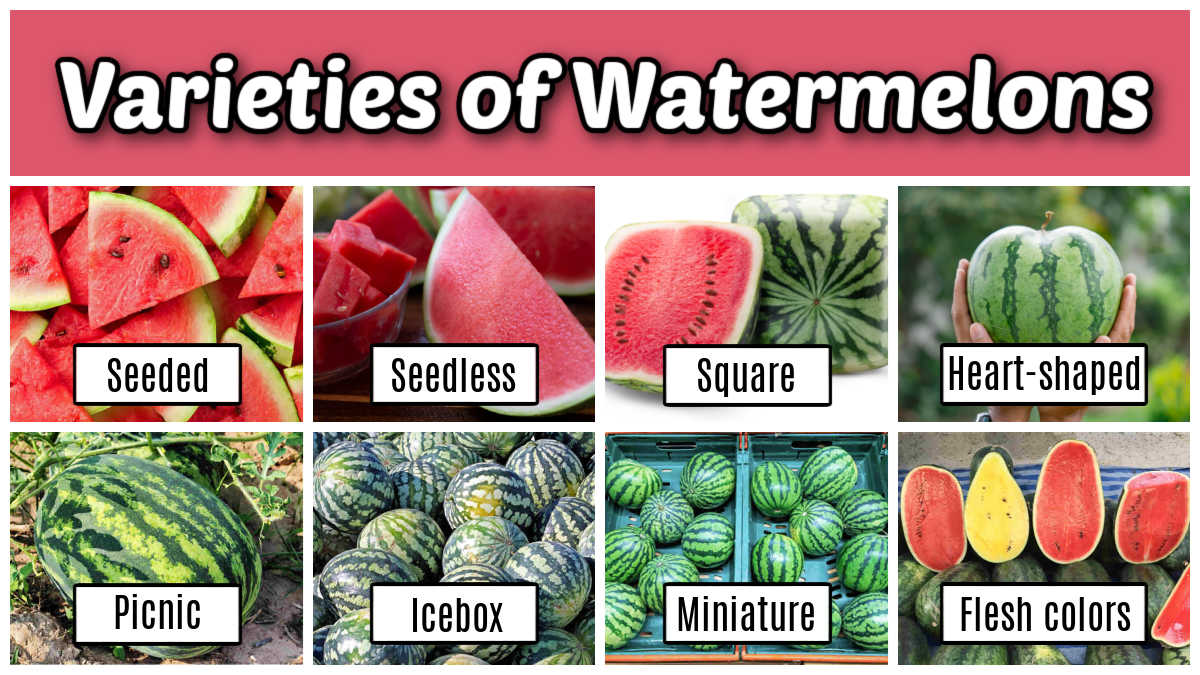 A collage showing seeded, seedless, square, heart-shaped, picnic, icebox, miniature and different flesh colored watermelons. Pink text box reads varieties of watermelons.